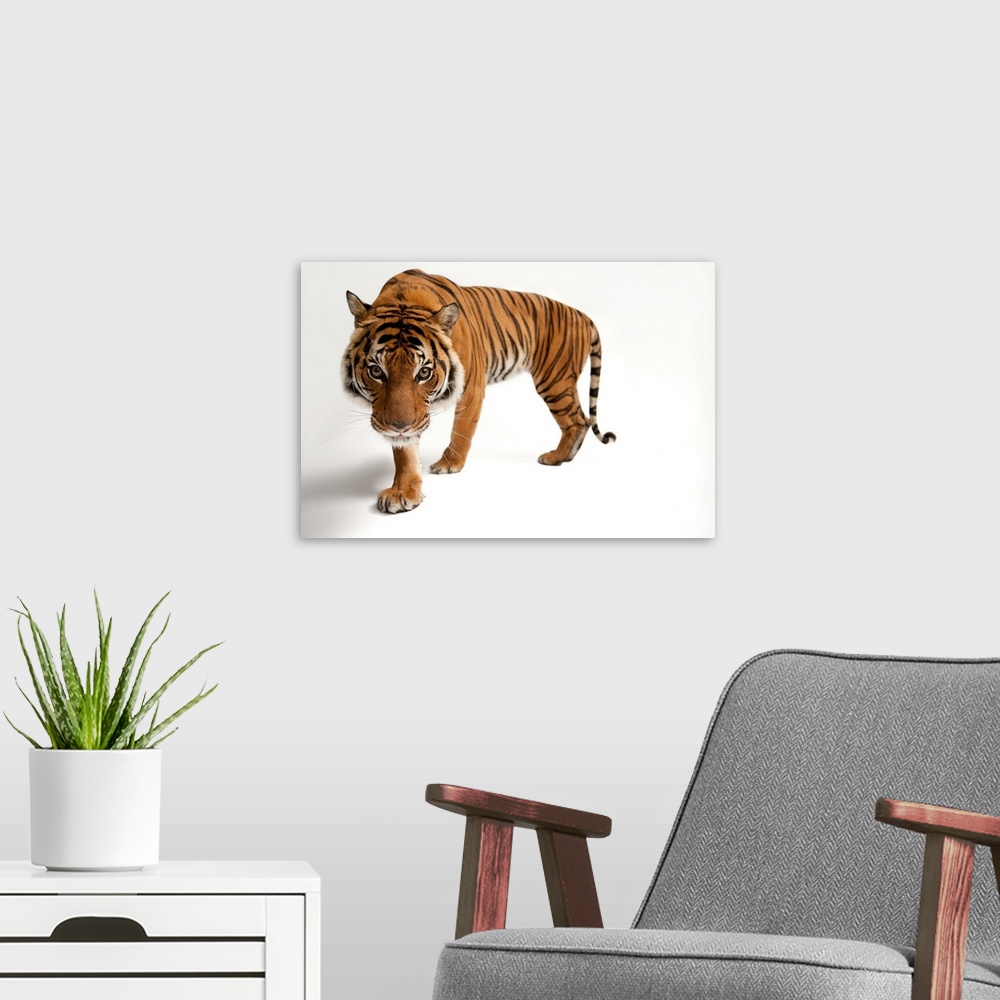 A modern room featuring An endangered Malayan tiger, Panthera tigris jacksoni.