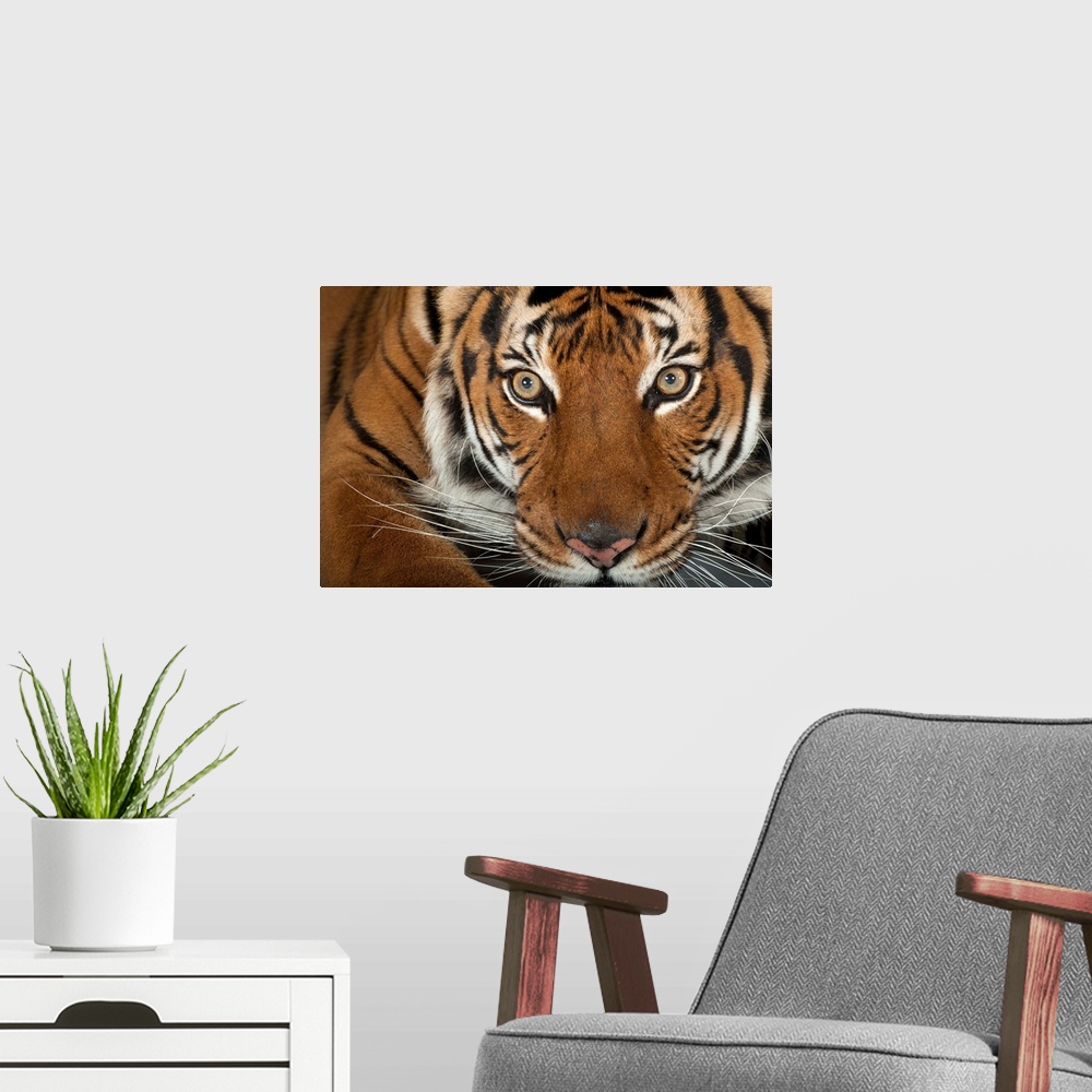 A modern room featuring An endangered Malayan tiger, Panthera tigris jacksoni.