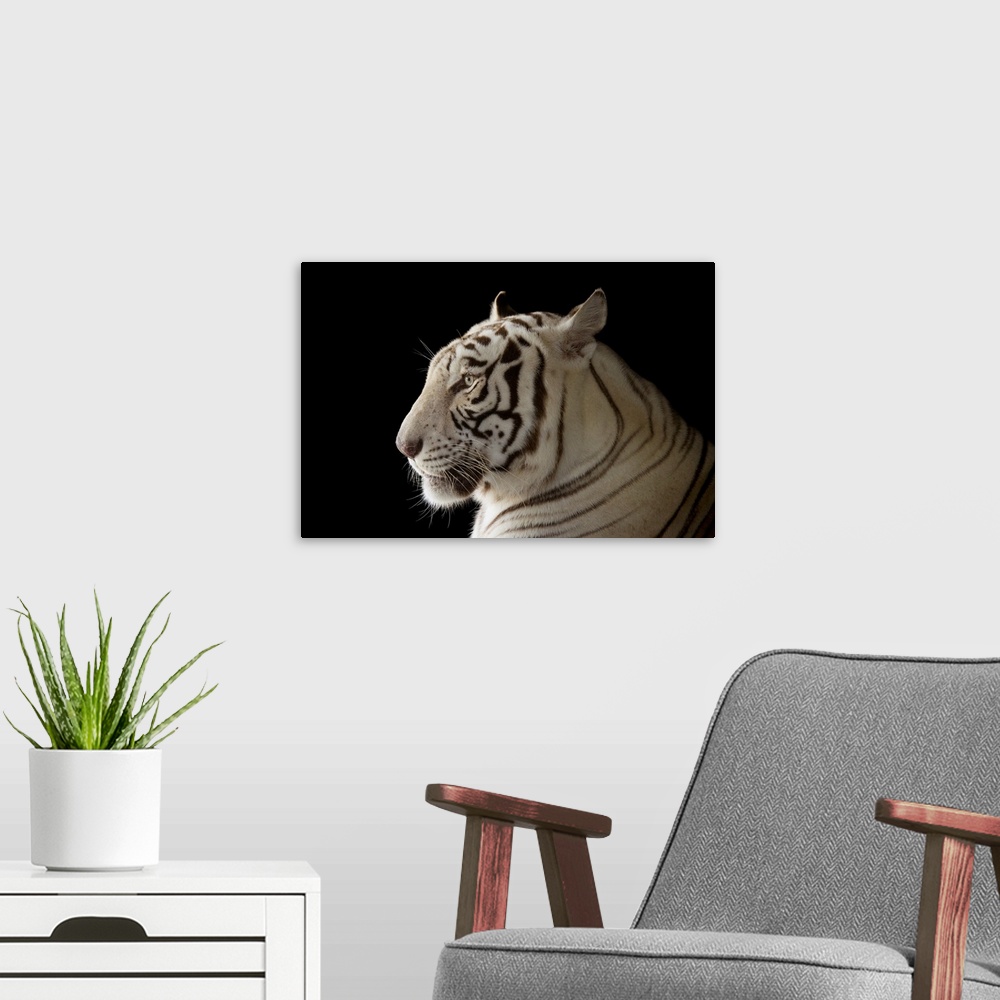 A modern room featuring An endangered male, white Bengal tiger (Panthera tigris tigris) named Rajah, at the Alabama Gulf ...