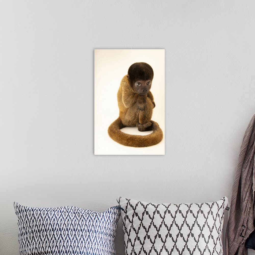 A bohemian room featuring An endangered Peruvian woolly monkey (Lagothrix cana) at Cetas-IBAMA, a wildlife rehab center in ...