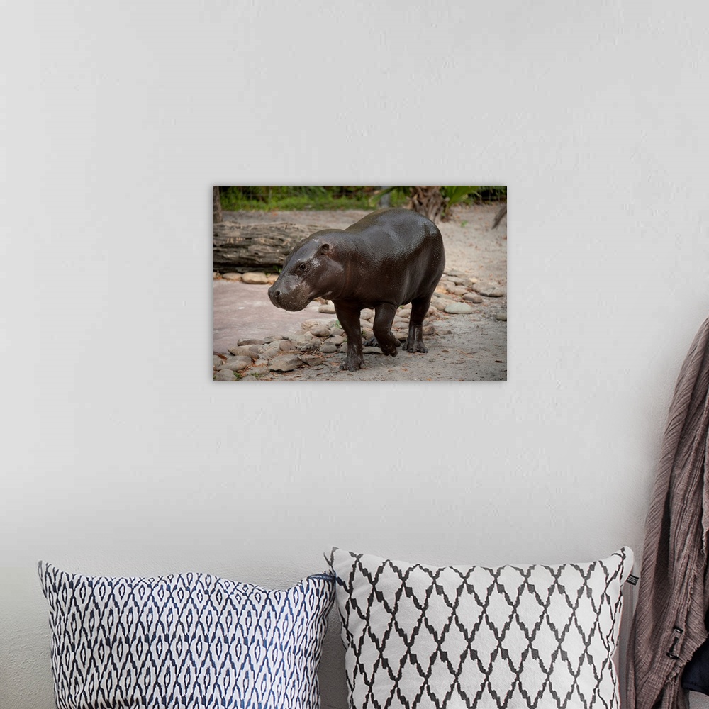 A bohemian room featuring Pygmy hippo at Tampa's Lowry Park Zoo.