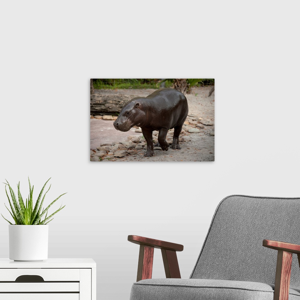 A modern room featuring Pygmy hippo at Tampa's Lowry Park Zoo.