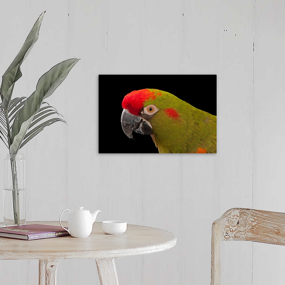 A farmhouse room featuring An endangered red-fronted macaw, at the Miller Park Zoo