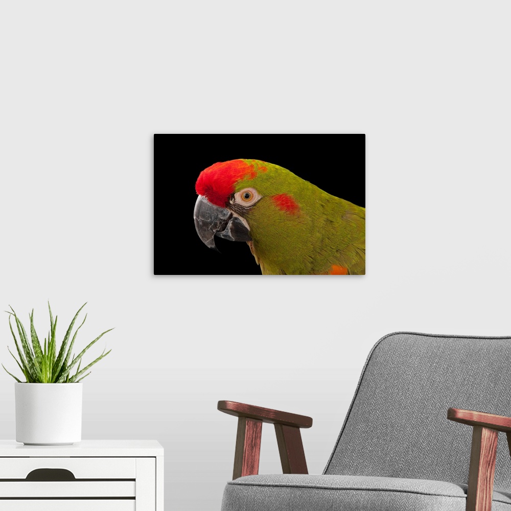 A modern room featuring An endangered red-fronted macaw, at the Miller Park Zoo