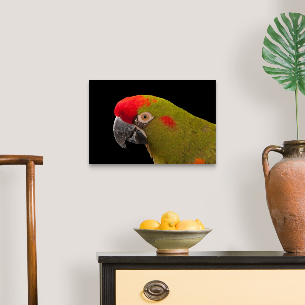 A traditional room featuring An endangered red-fronted macaw, at the Miller Park Zoo