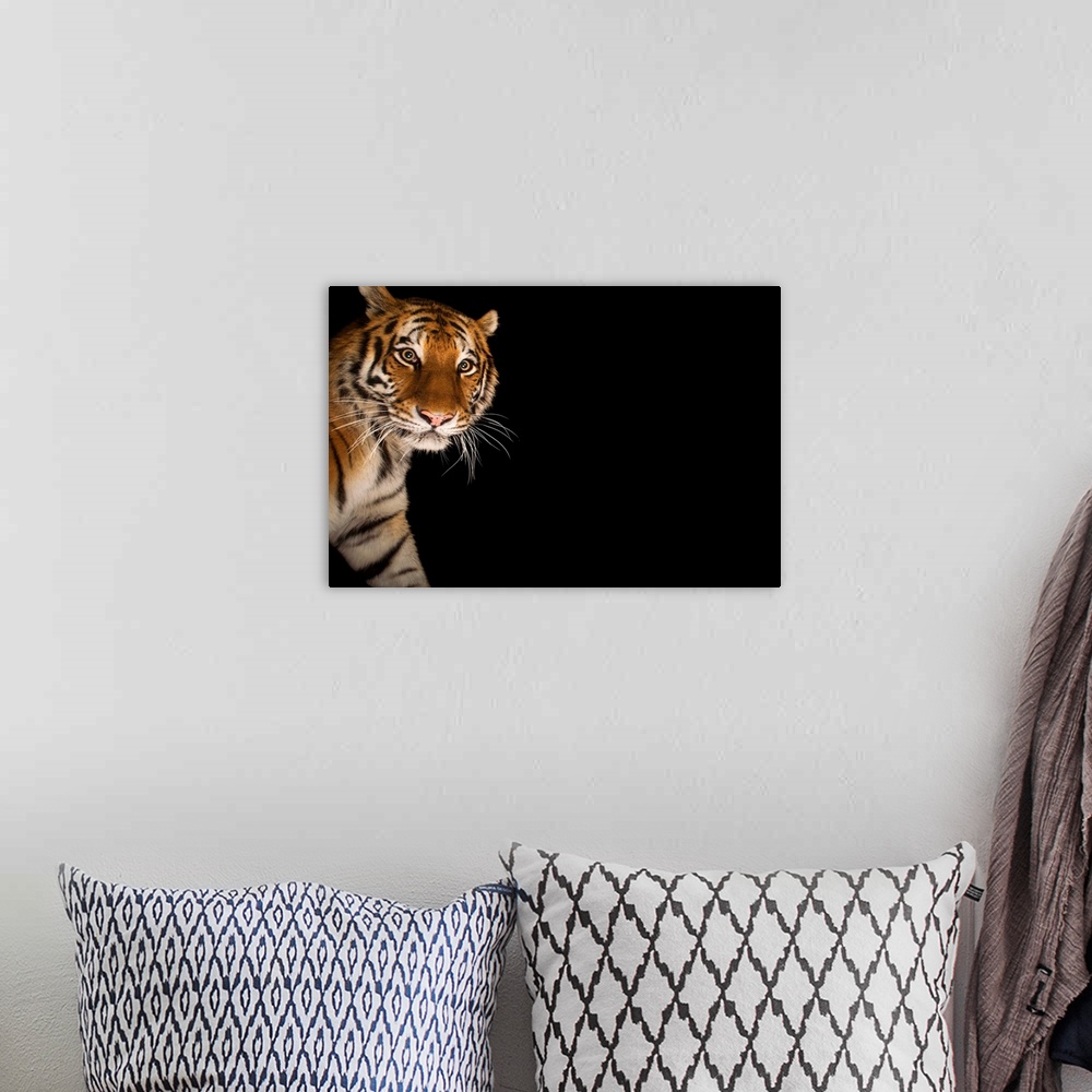 A bohemian room featuring An endangered Siberian tiger.