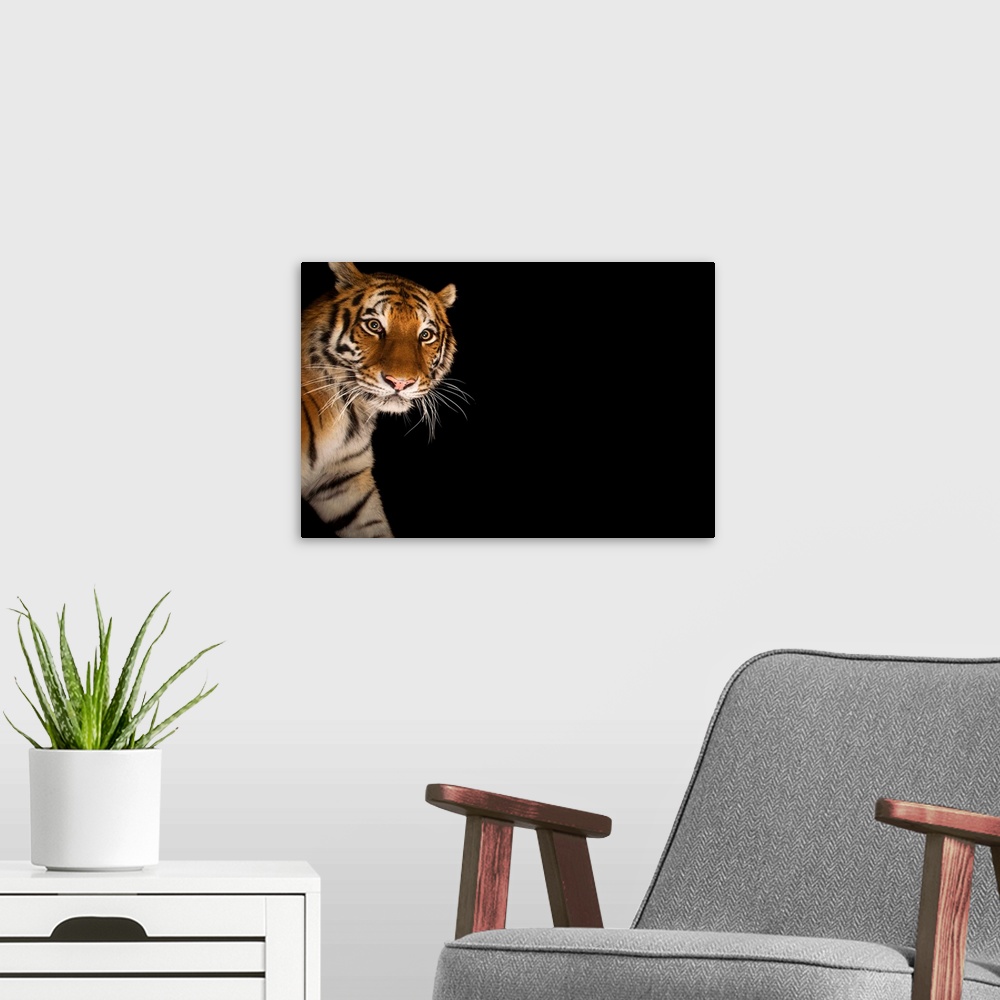 A modern room featuring An endangered Siberian tiger.