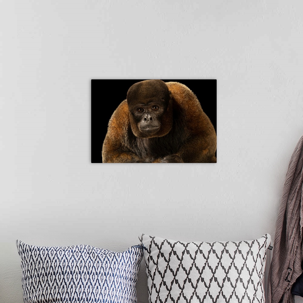 A bohemian room featuring An endangered silvery woolly monkey (Lagothrix poeppigii) at Amazon Shelter, a wildlife rescue, r...