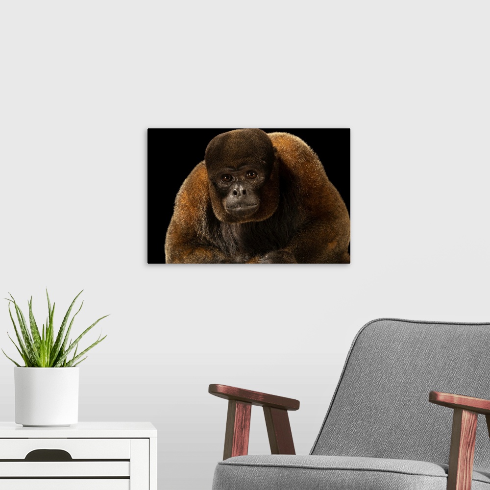 A modern room featuring An endangered silvery woolly monkey (Lagothrix poeppigii) at Amazon Shelter, a wildlife rescue, r...