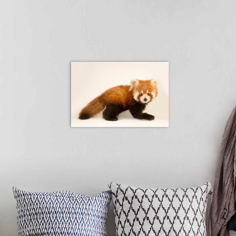 A bohemian room featuring An endangered six month old red panda, Ailurus fulgens, at the Virginia Zoo.