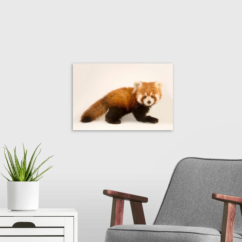 A modern room featuring An endangered six month old red panda, Ailurus fulgens, at the Virginia Zoo.