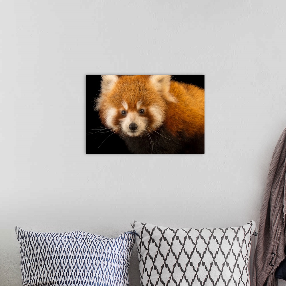 A bohemian room featuring An endangered six month old red panda, Ailurus fulgens, at the Virginia Zoo.