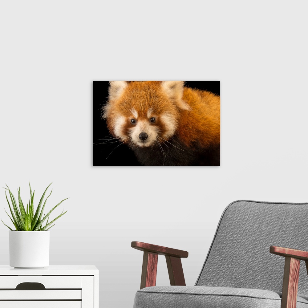 A modern room featuring An endangered six month old red panda, Ailurus fulgens, at the Virginia Zoo.