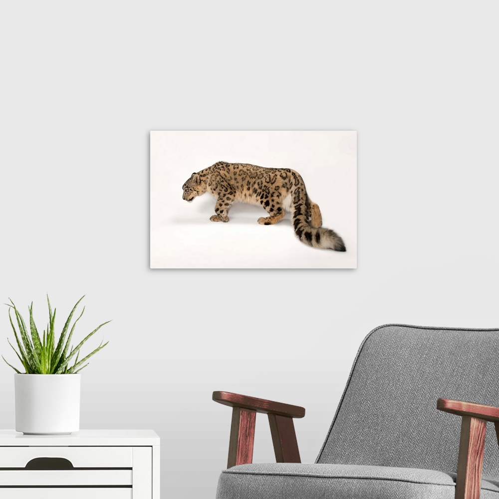 A modern room featuring An endangered snow leopard, Panthera uncia. Miller Park Zoo