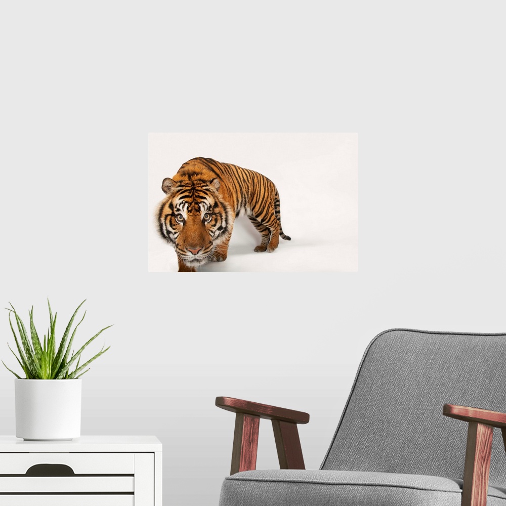 A modern room featuring An endangered Sumatran tiger, at the Miller Park Zoo