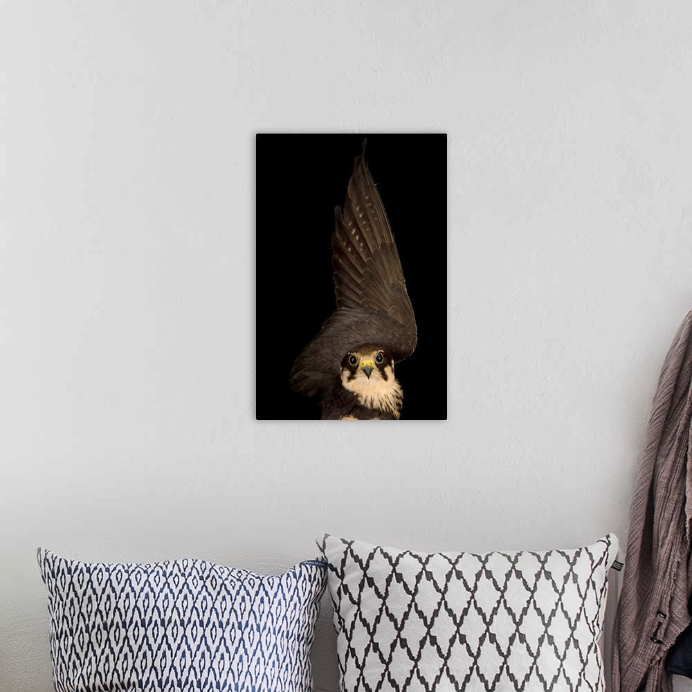 A bohemian room featuring Eurasian hobby falcon, Falco subbuteo, at the Budapest Zoo.