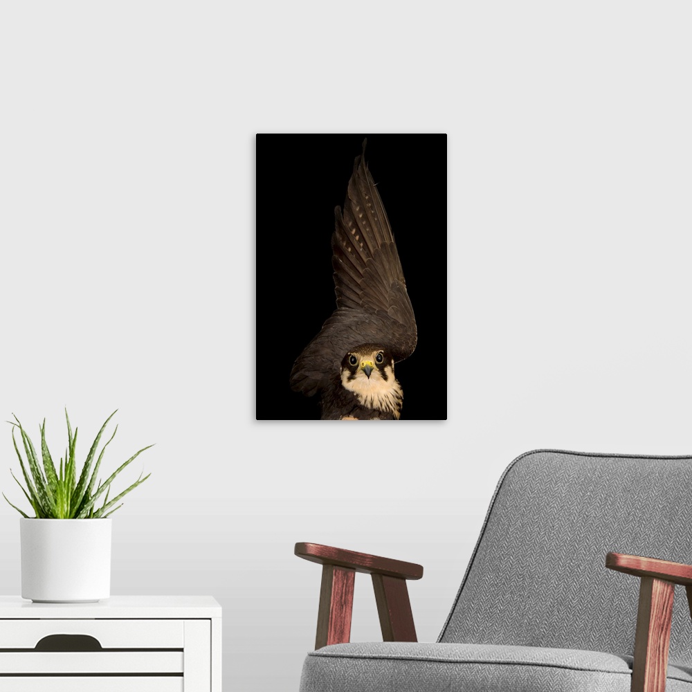 A modern room featuring Eurasian hobby falcon, Falco subbuteo, at the Budapest Zoo.