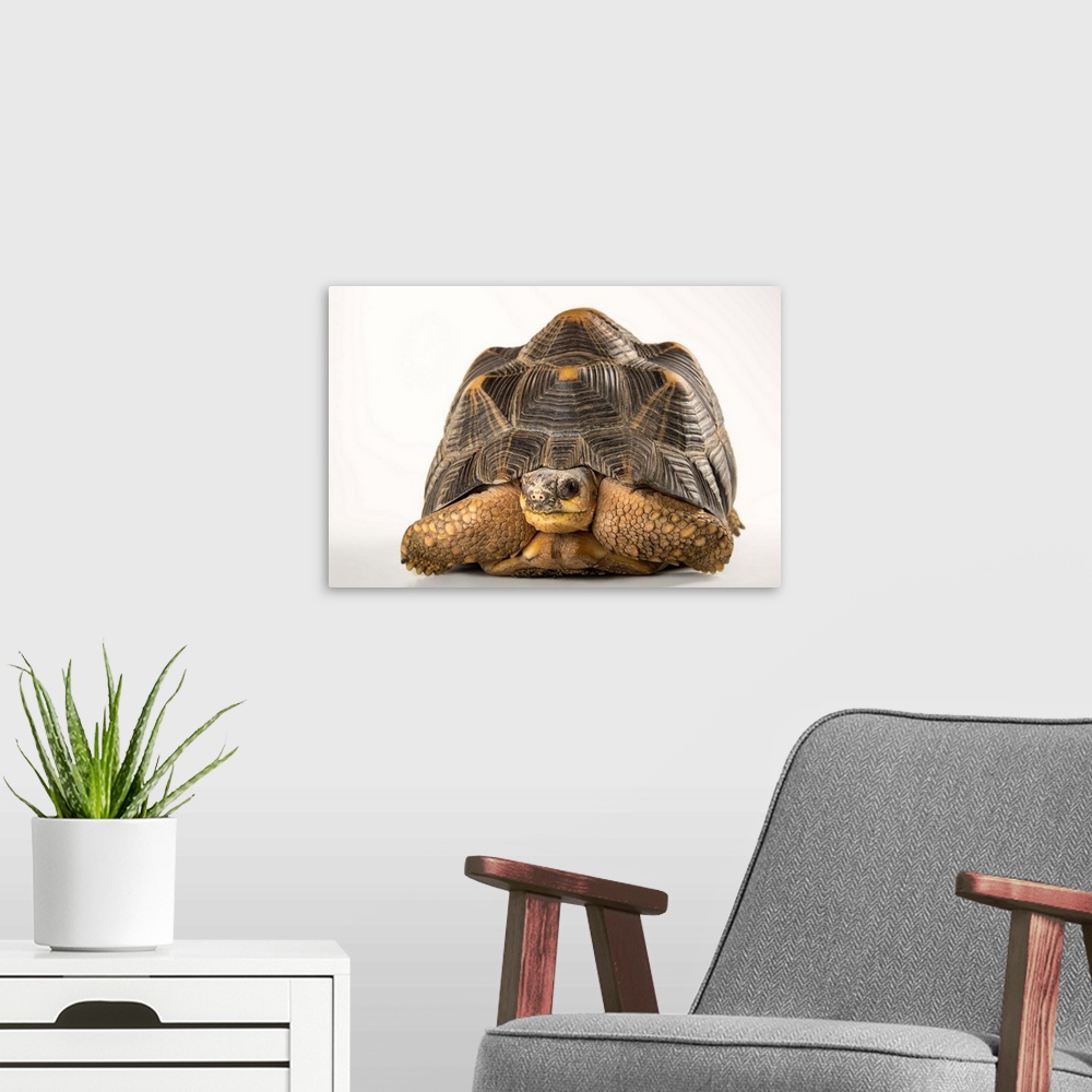 A modern room featuring An federally endangered radiated tortoise, at the Indianapolis Zoo