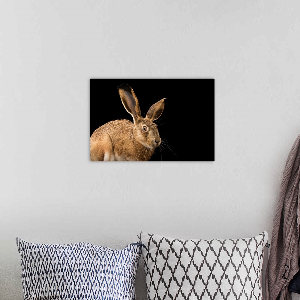 A bohemian room featuring An Iberian hare, Lepus granatensis granatensis, at the University of Porto, Portugal.