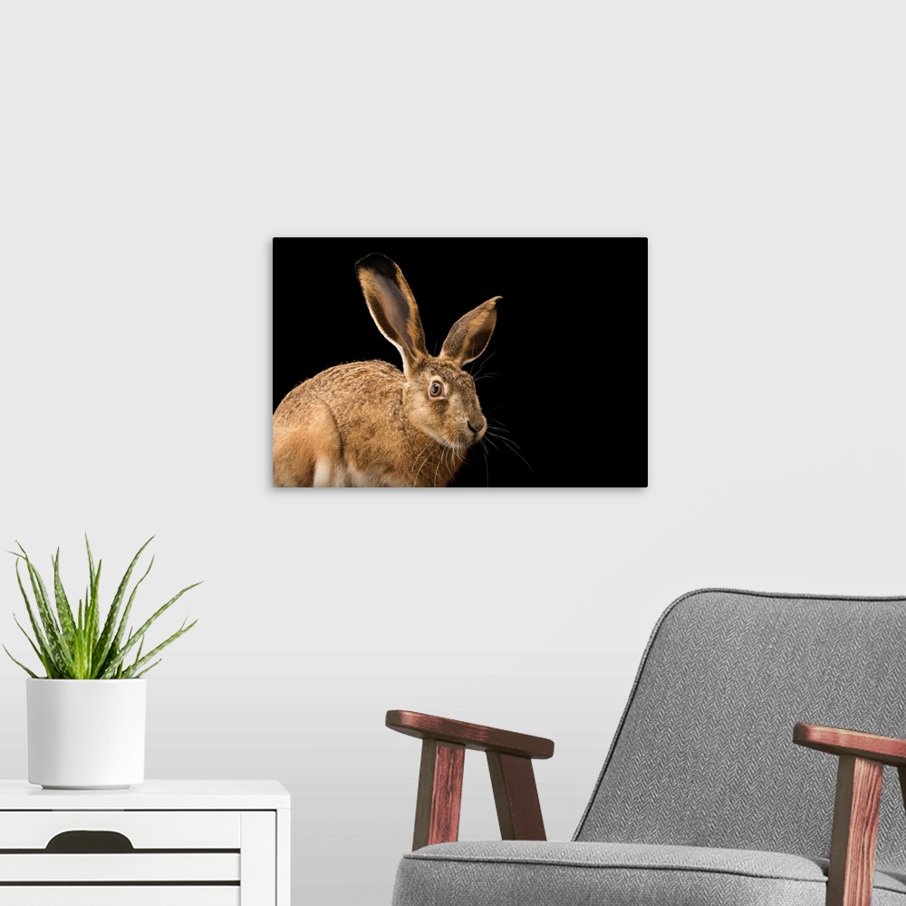 A modern room featuring An Iberian hare, Lepus granatensis granatensis, at the University of Porto, Portugal.