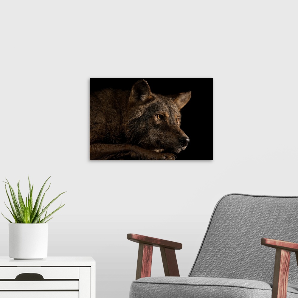 A modern room featuring An Iberian wolf, Canis lupus signatus, at the Lisbon Zoo in Portugal.