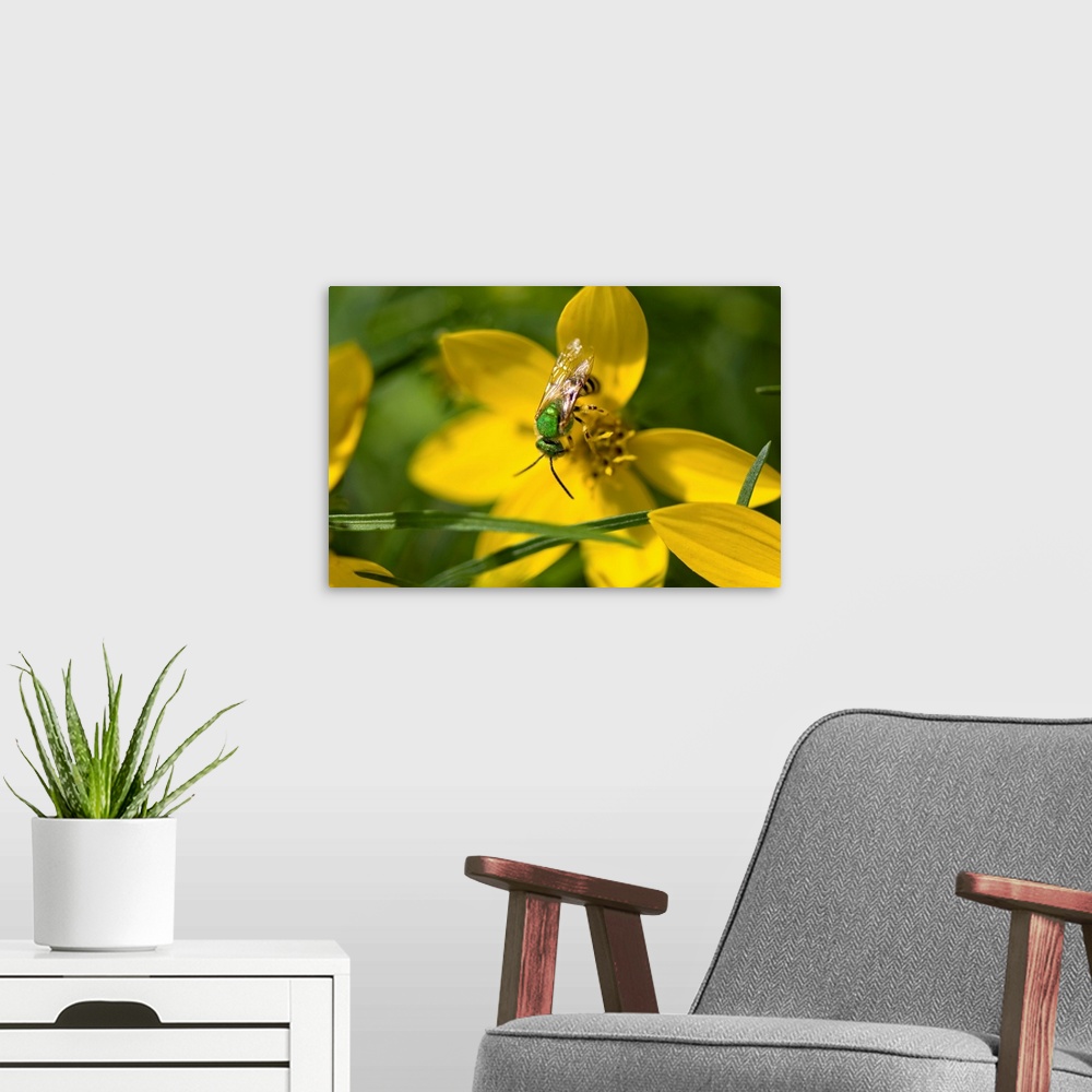 A modern room featuring An insect feeds on yellow correopsis flowers