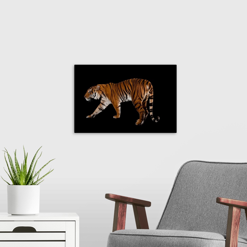 A modern room featuring An Malayan tiger, Panthera tigris jacksoni, at the Omaha Zoo.