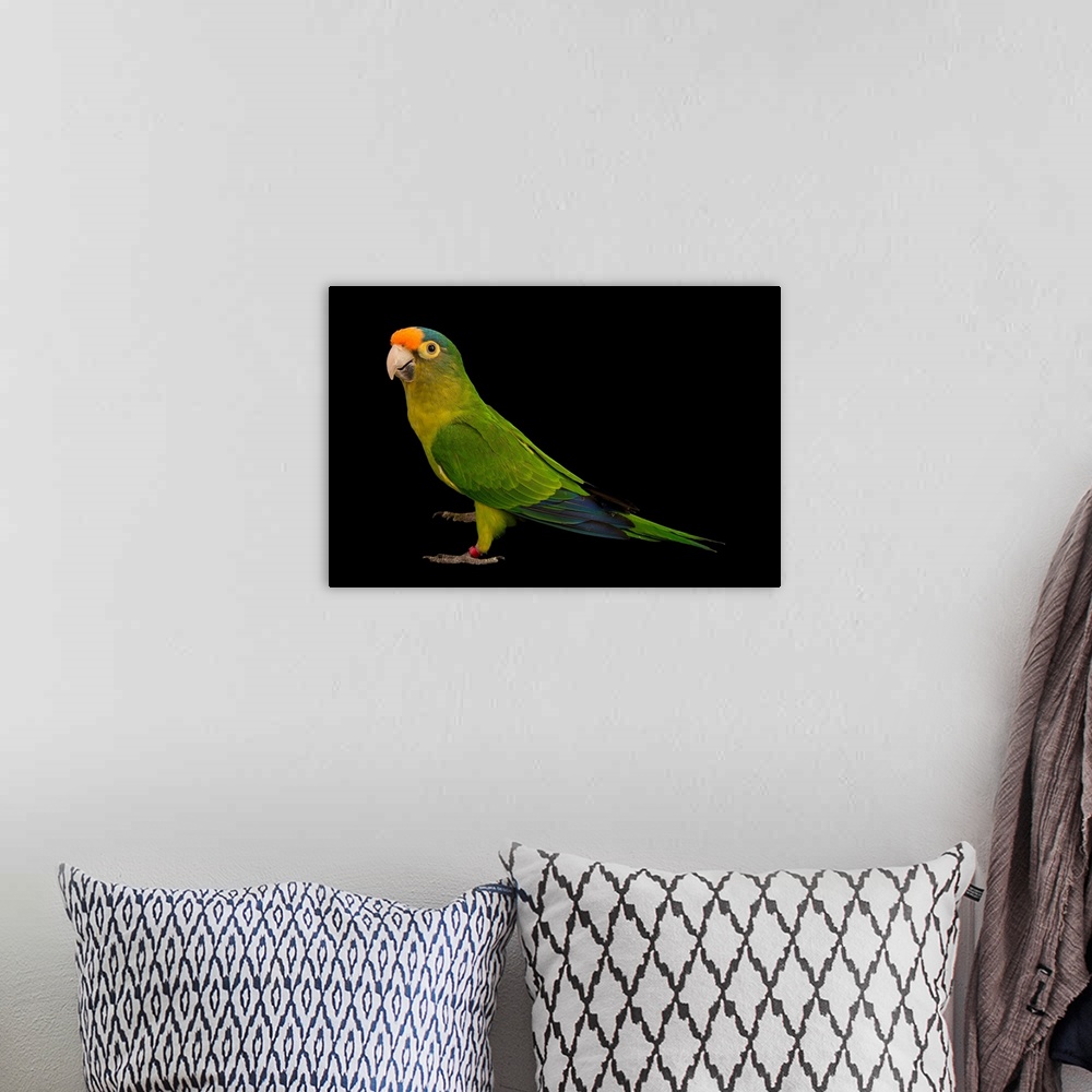 A bohemian room featuring An orange fronted parakeet, Eupsittula canicularis eburnirostrum.