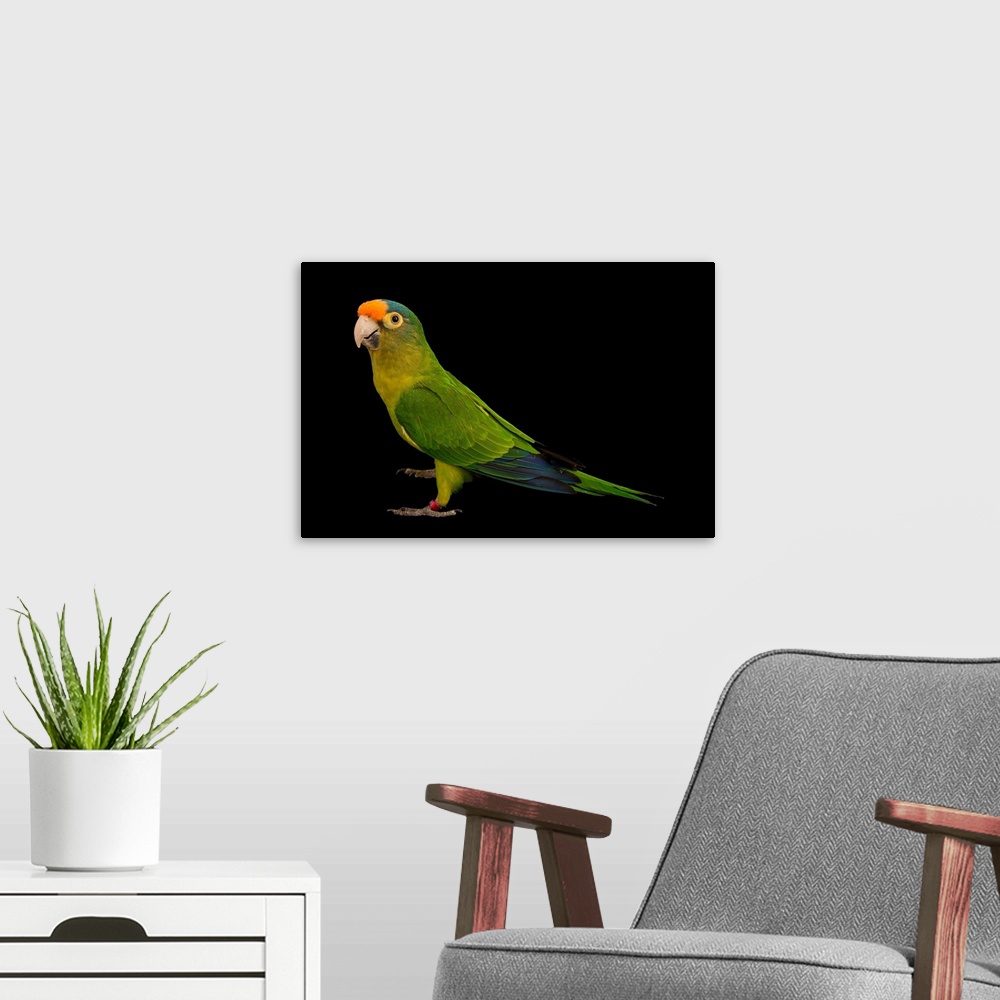 A modern room featuring An orange fronted parakeet, Eupsittula canicularis eburnirostrum.