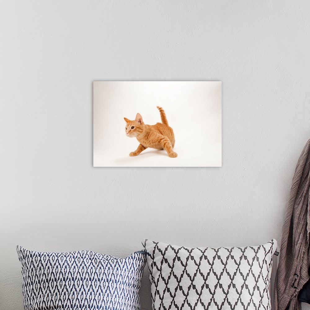 A bohemian room featuring A studio portrait of Daniel Tosh, the orange tabby cat.