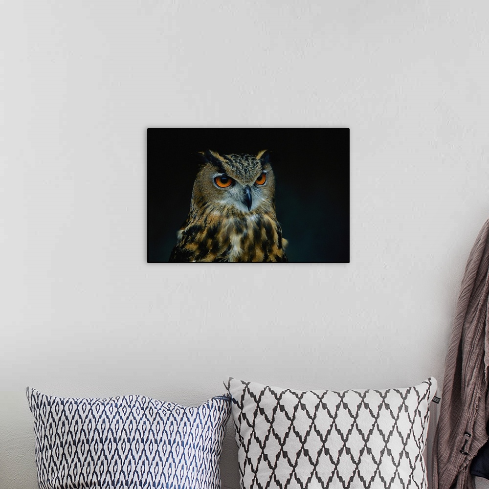 A bohemian room featuring African eagle owls are among the 200 species of wild animals from accredited an imal parks and zo...