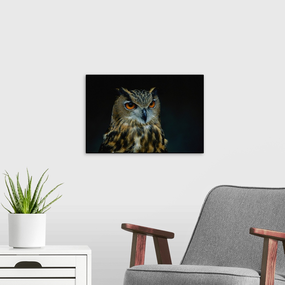 A modern room featuring African eagle owls are among the 200 species of wild animals from accredited an imal parks and zo...