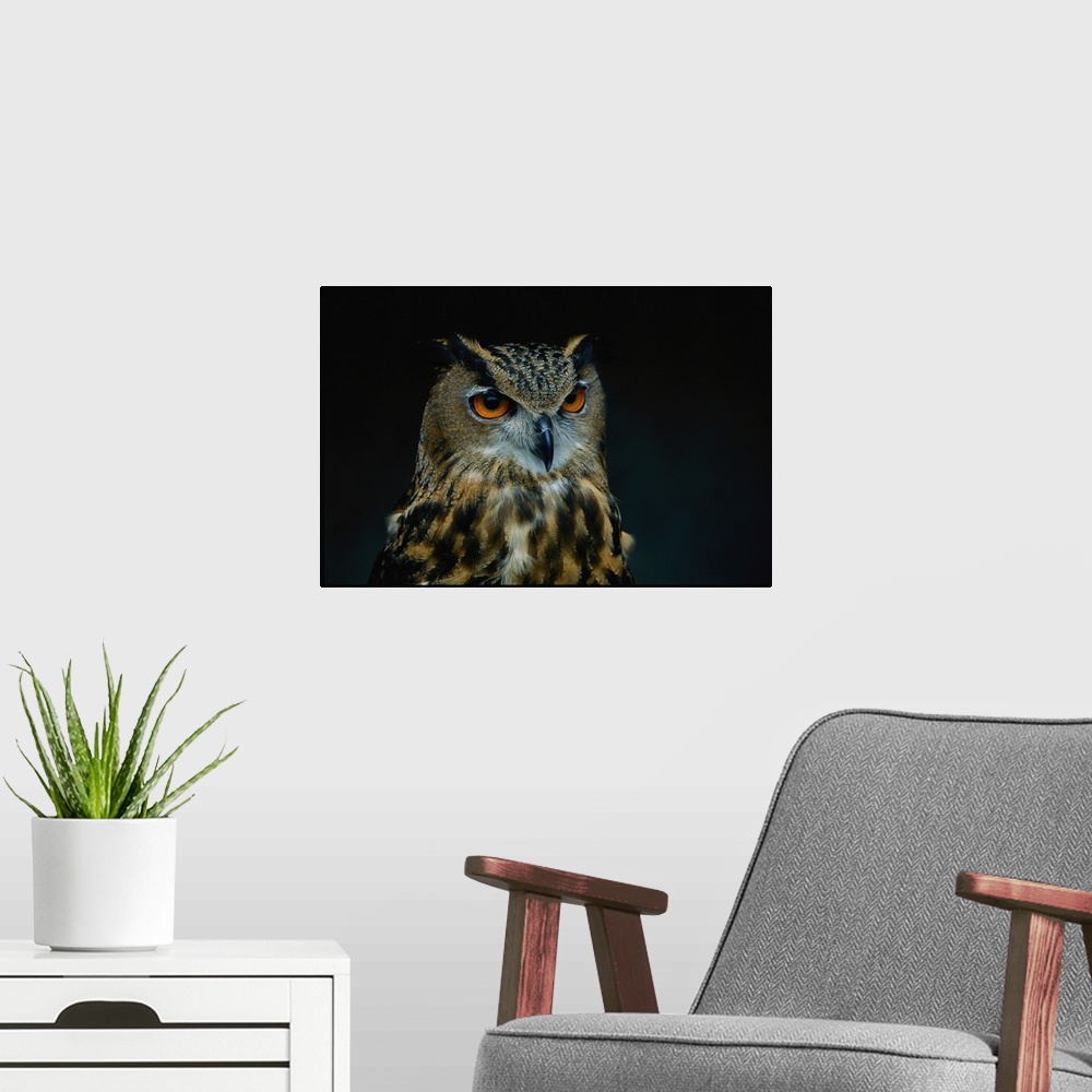 A modern room featuring African eagle owls are among the 200 species of wild animals from accredited an imal parks and zo...