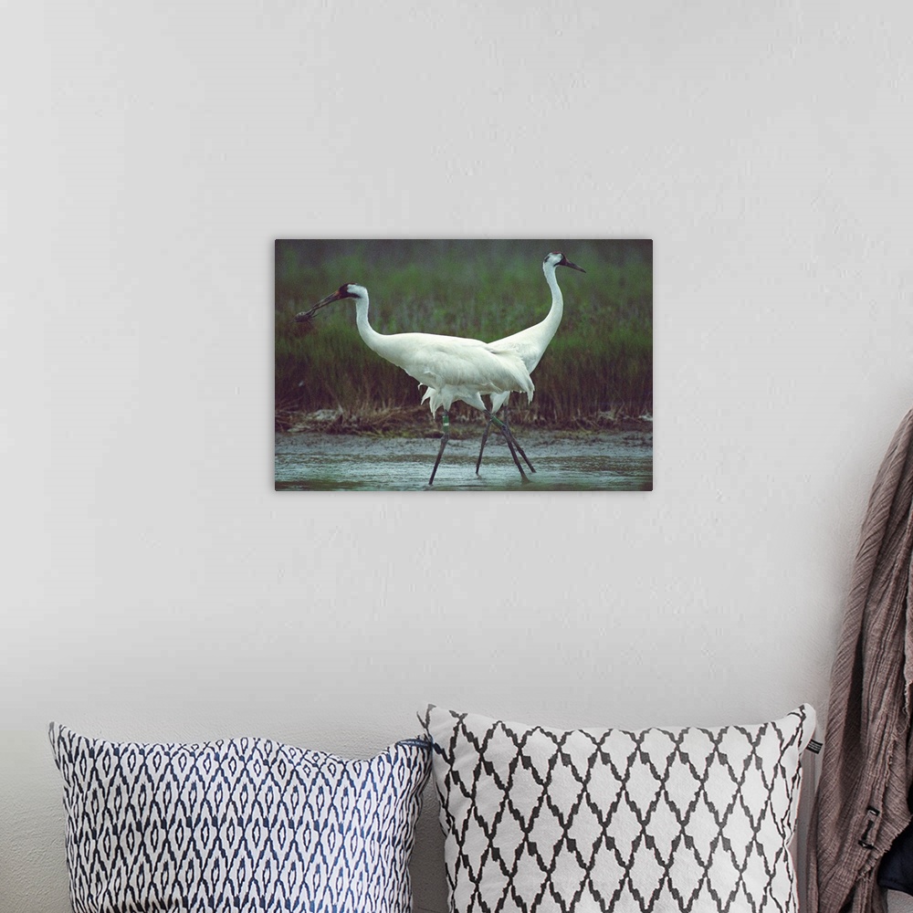 A bohemian room featuring Two whooping cranes (Grus americana) at the refuge. There is only one flock of whooping cranes re...