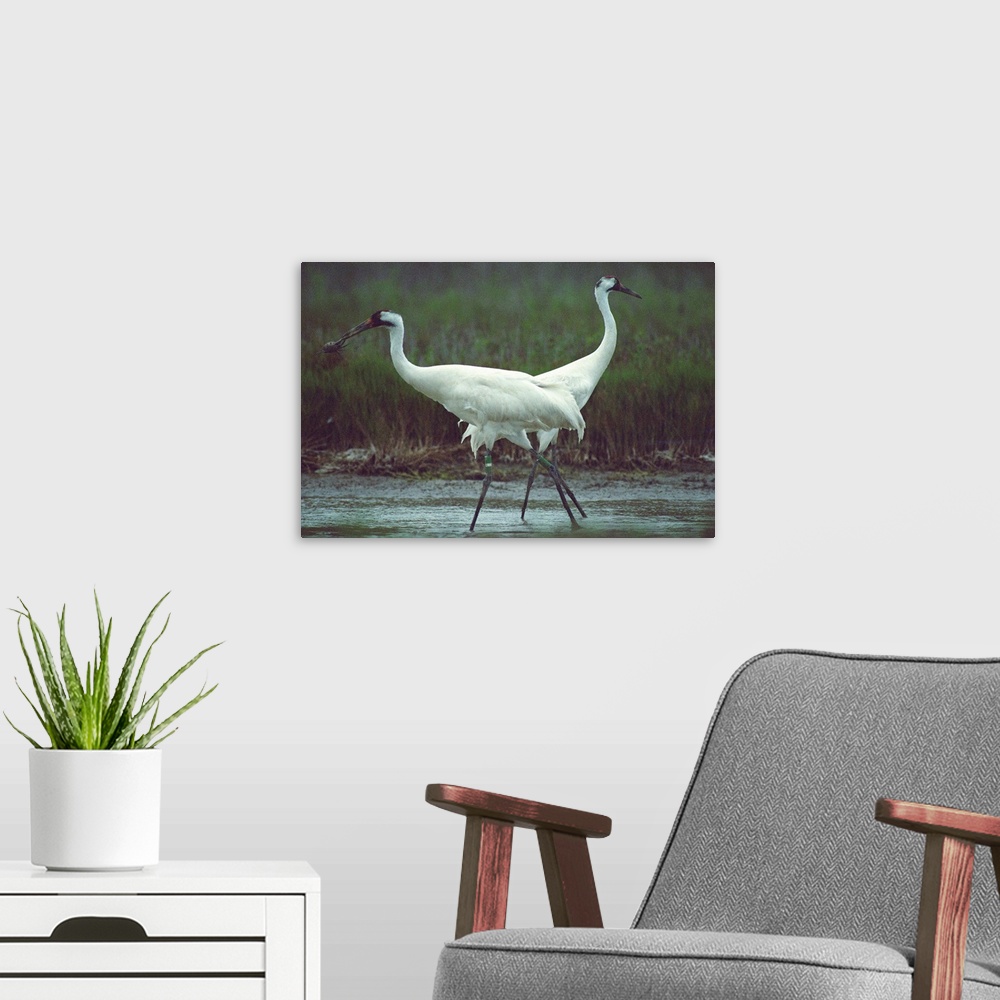 A modern room featuring Two whooping cranes (Grus americana) at the refuge. There is only one flock of whooping cranes re...