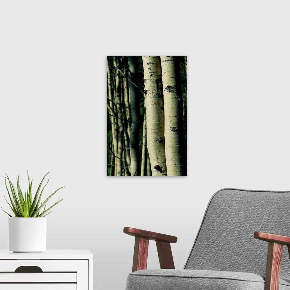 A modern room featuring The trunks of two aspen trees are photographed closely with more trees pictured softly out of foc...