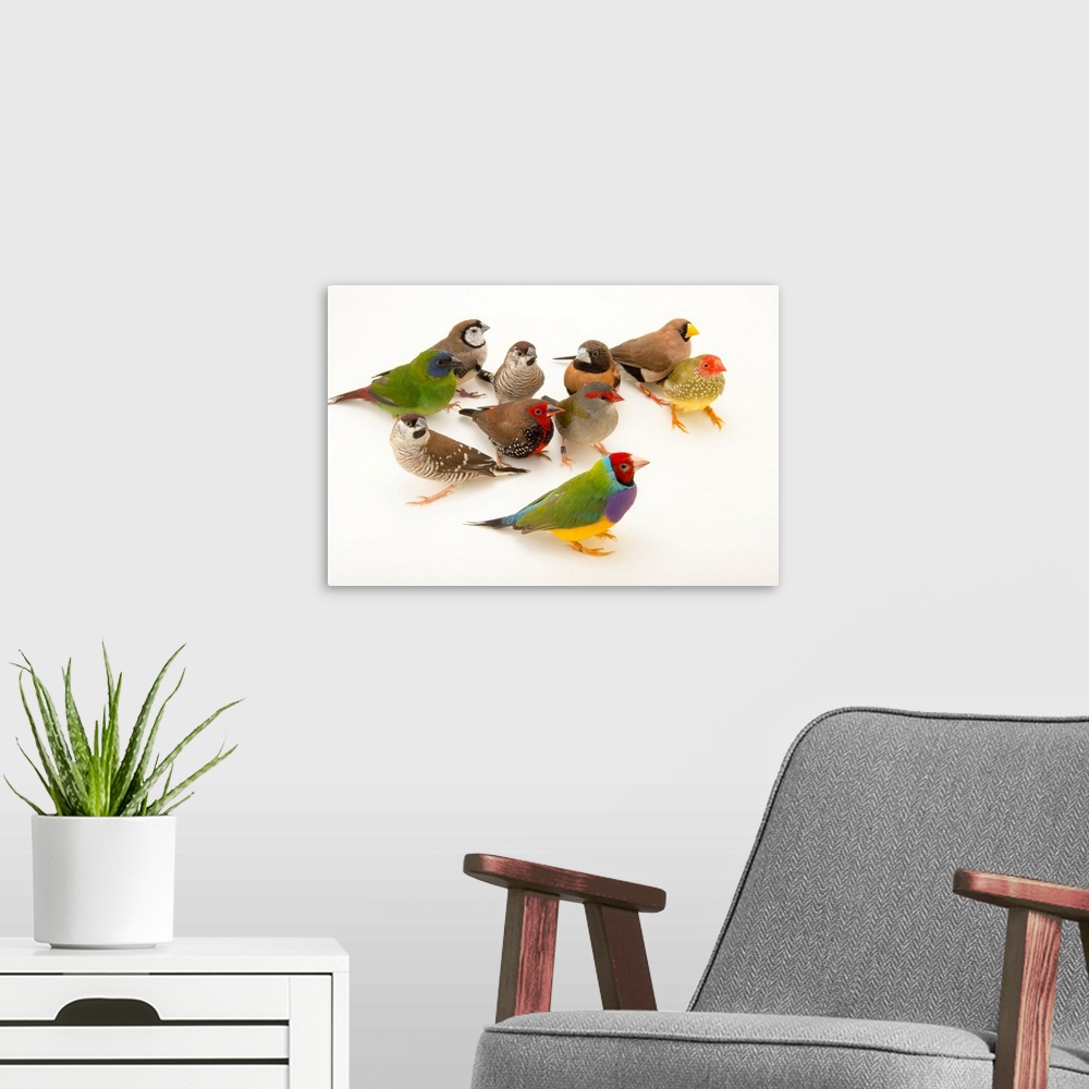 A modern room featuring Australian finches from Plzen Zoo.