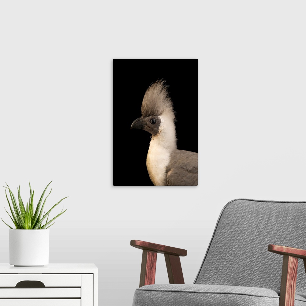 A modern room featuring Bare faced go-away-bird, Corythaixoides personata leopoldi.