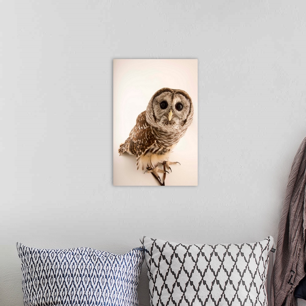 A bohemian room featuring Barred owl, Strix varia, from Florida Wildlife Care.