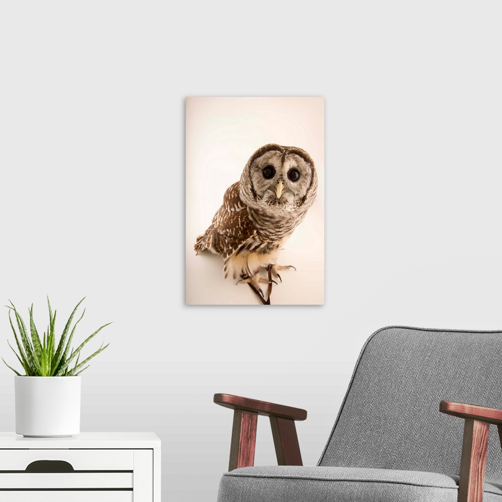 A modern room featuring Barred owl, Strix varia, from Florida Wildlife Care.