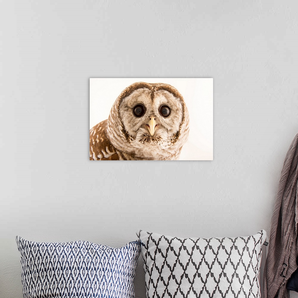 A bohemian room featuring Barred owl, Strix varia, from Florida Wildlife Care.