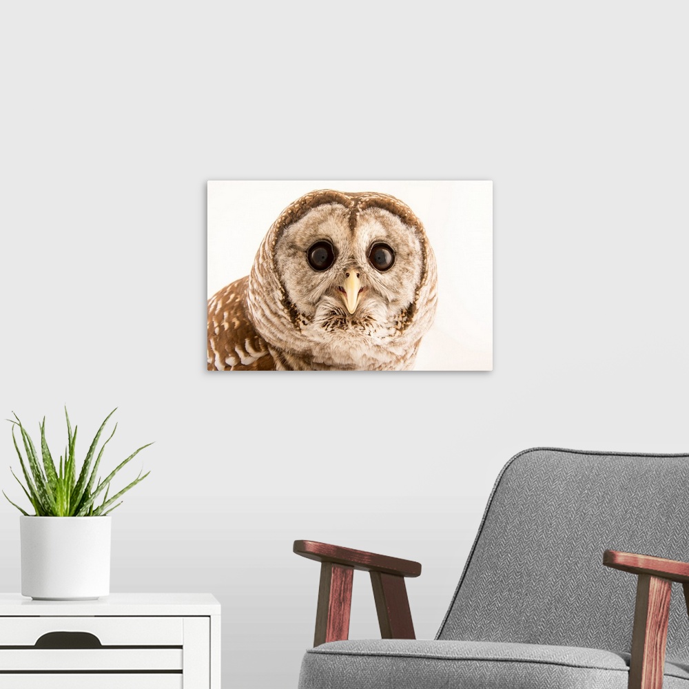 A modern room featuring Barred owl, Strix varia, from Florida Wildlife Care.