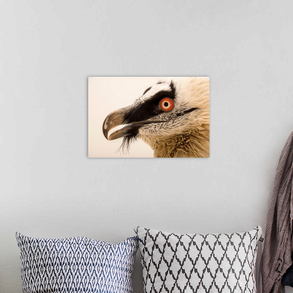 A bohemian room featuring Bearded vulture, Gypaetus barbatus, at Parco Natura Viva, Bussolengo, Italy.
