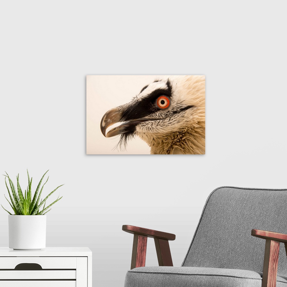 A modern room featuring Bearded vulture, Gypaetus barbatus, at Parco Natura Viva, Bussolengo, Italy.