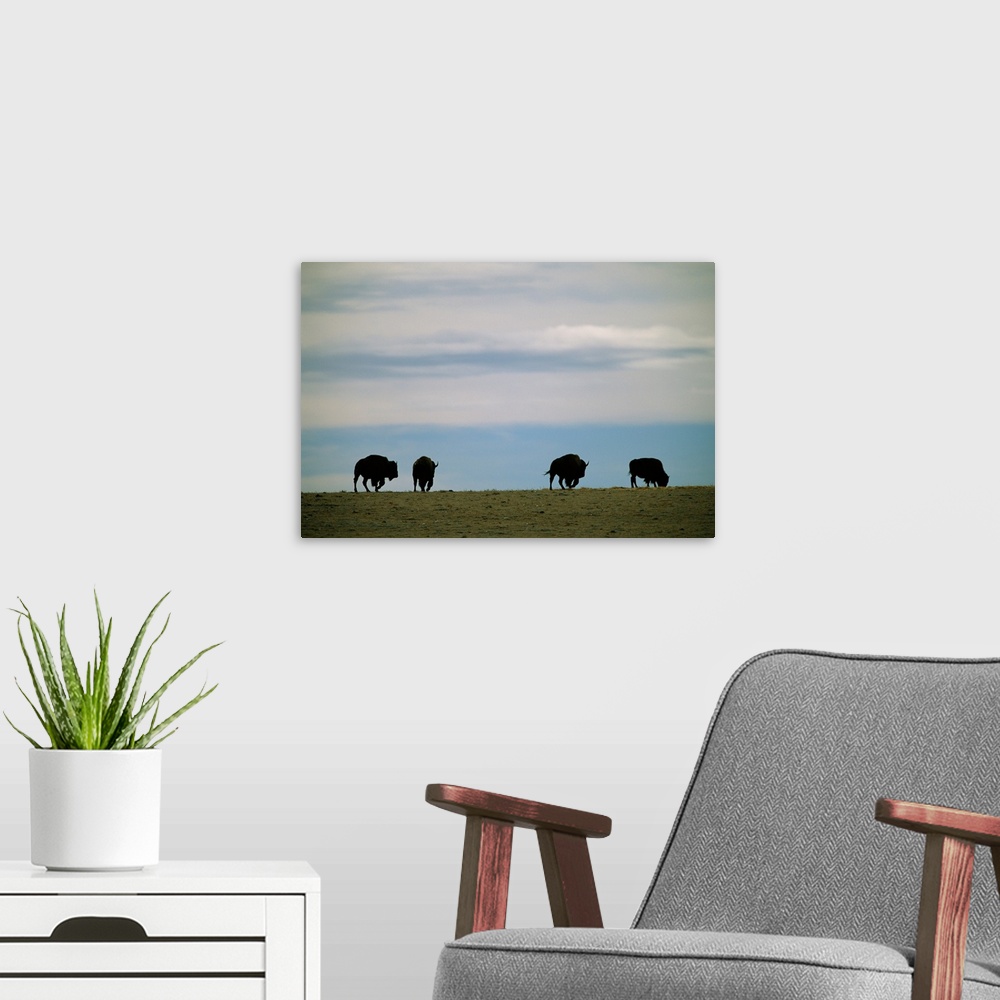 A modern room featuring Bison graze on the prairie at Twin Pine Ranch.