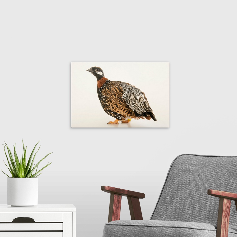A modern room featuring Black francolin, Francolinus francolinus, at the Plzen Zoo.