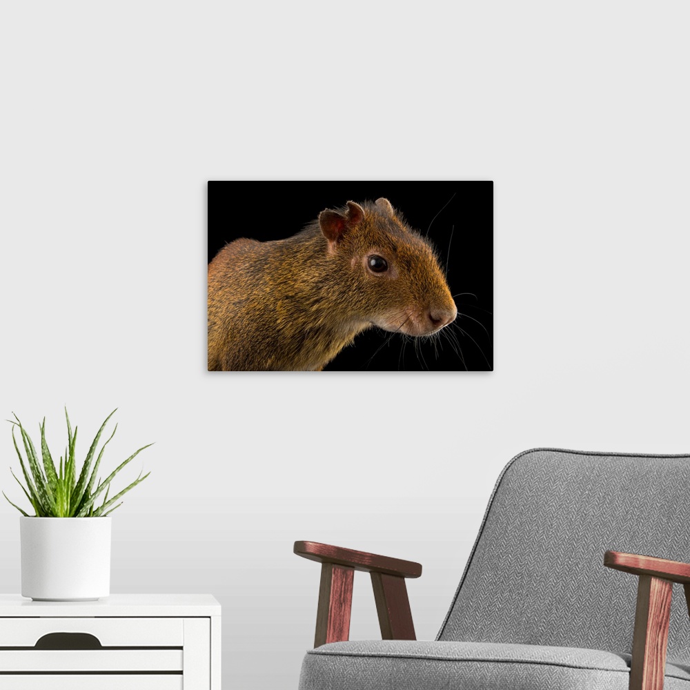 A modern room featuring Black rumped agouti, Dasyprocta prymnolopha, at the Plzen Zoo.