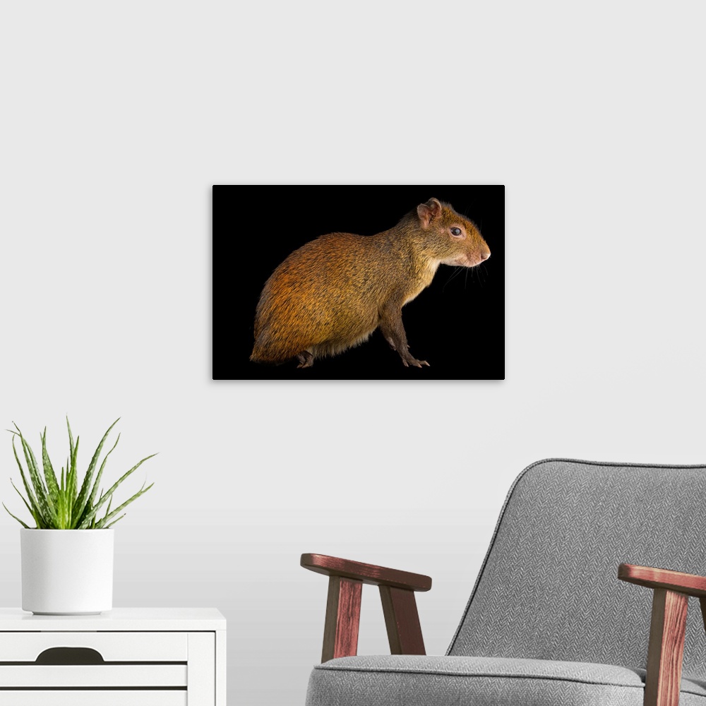 A modern room featuring Black rumped agouti, Dasyprocta prymnolopha, at the Plzen Zoo.