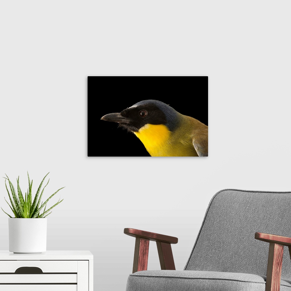 A modern room featuring Blue crowned laughingthrush, Garrulax courtoisi, at the Plzen Zoo.
