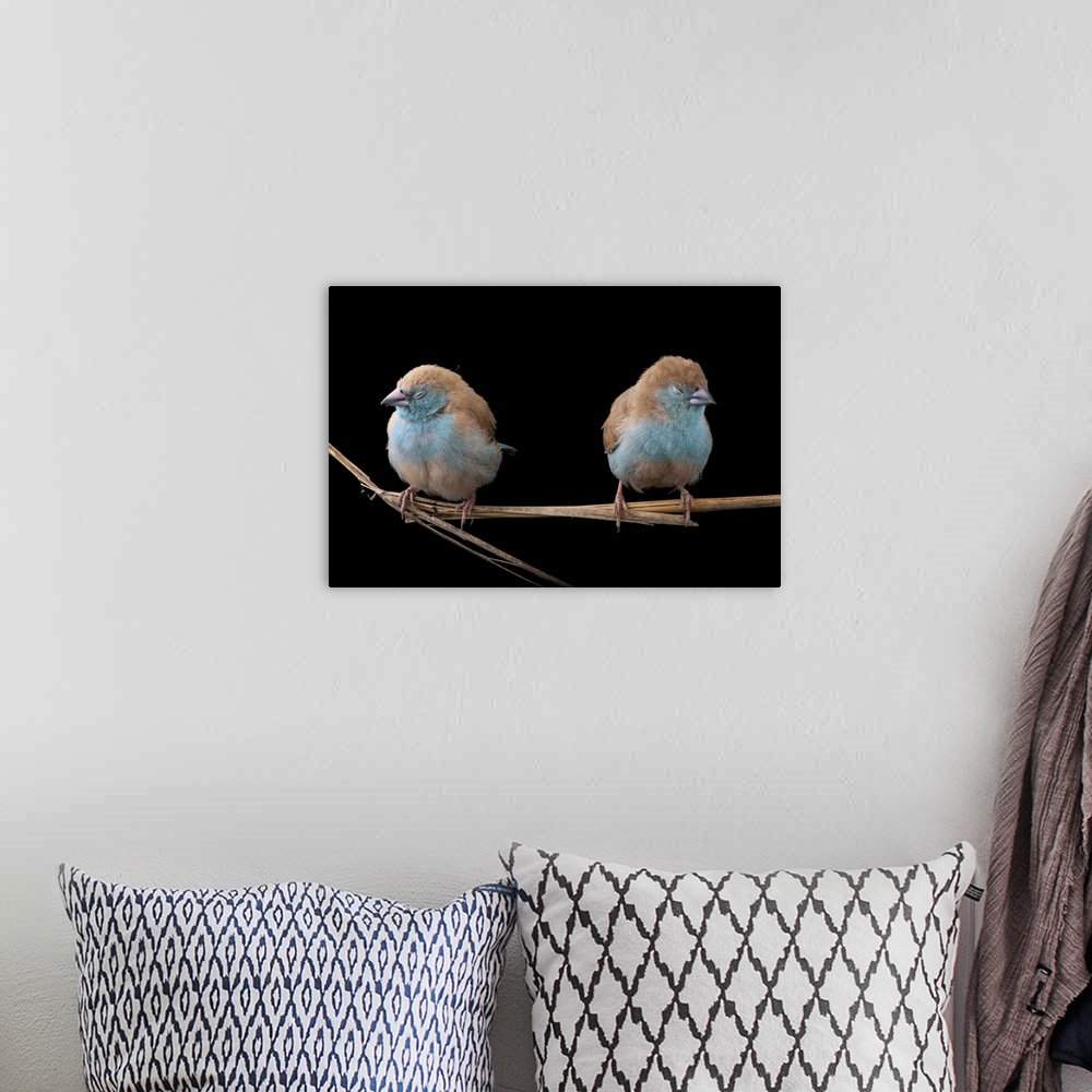 A bohemian room featuring Blue waxbills (Uraeginthus angolensis) (awake or dozing off) are a common sight in Gorongosais dr...